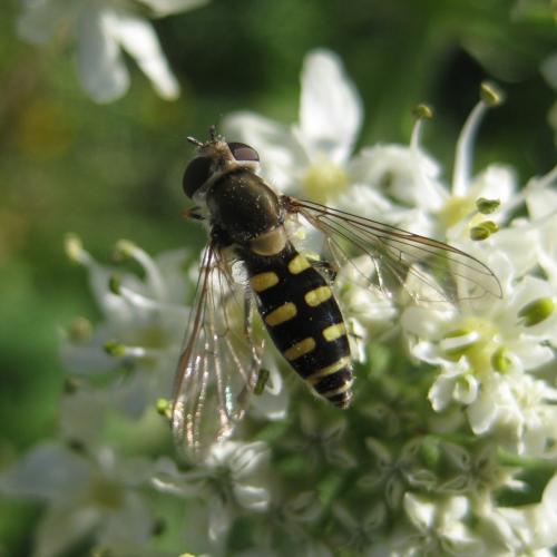 Réf. 152 797 : Melangyna umbellatarum