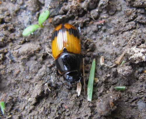 Aphodius conjugatus
