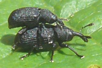 Magdalis sp.