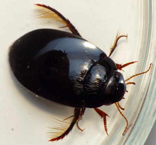 Réf. 152 831 : Agabus sp.