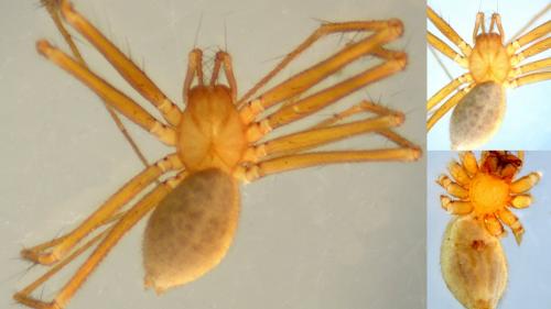 Réf. 152 121 : Troglohyphantes caecus