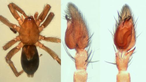 Réf. 152 854 : Scotophaeus blackwalli
