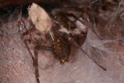 Tegenaria sp.