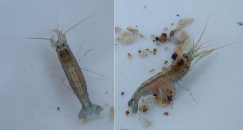 Athanas nitescens
