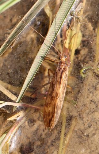 Halesus radiatus