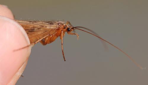 Halesus radiatus