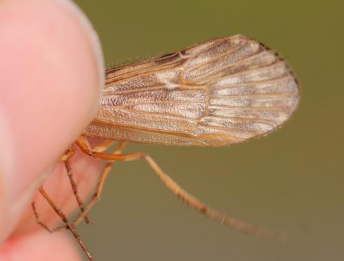 Halesus radiatus