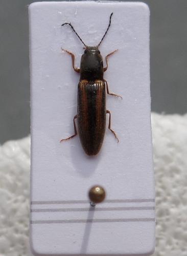 Réf. 152 703 : Athous vittatus