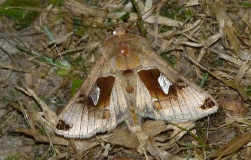 Autographa aemula