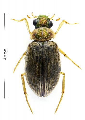 Berosus hispanicus