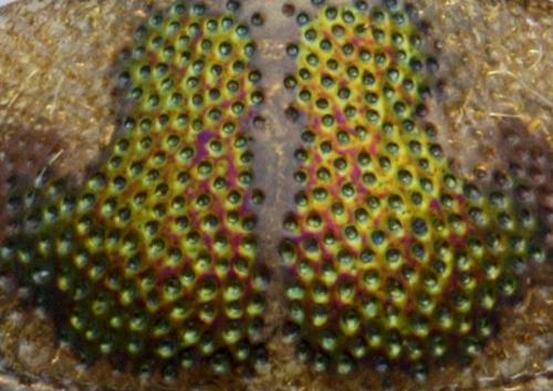 Berosus hispanicus