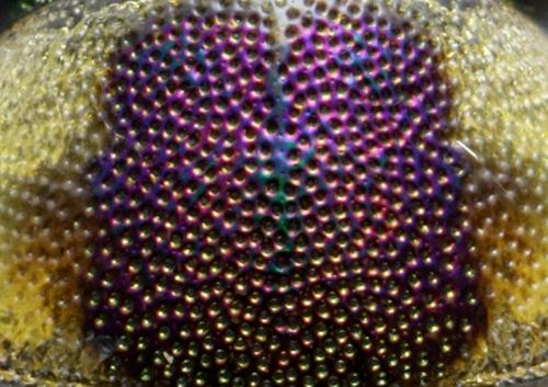 Berosus affinis
