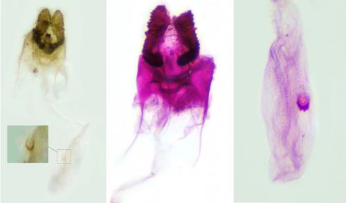 Bactra lancealana