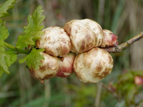 Réf. 152 458 : Biorhiza pallida