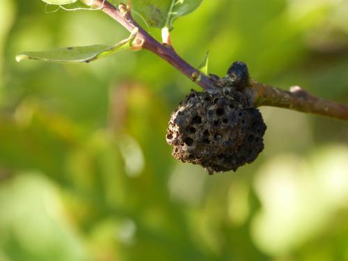 Réf. 152 466 : Biorhiza pallida
