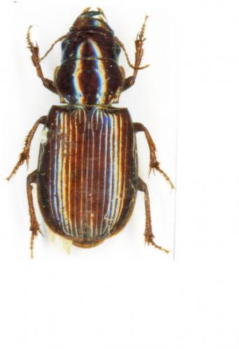 Bleusea deserticola