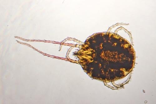 Réf. 152 875 : Bryobia praetiosa