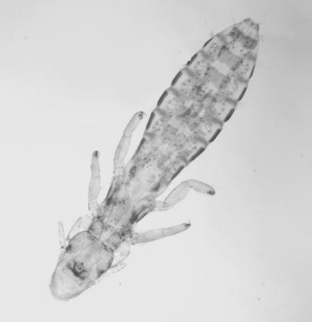 Anaticola crassicornis
