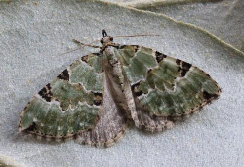 Colostygia pectinataria