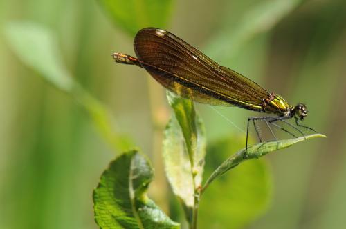 Calopteryx virgo