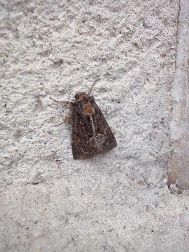 Thalpophila matura