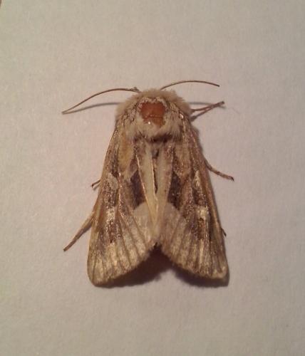Réf. 152 024 : Luperina dumerilii