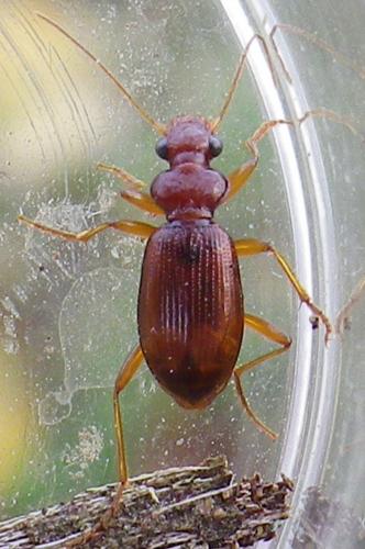 Leistus ferrugineus