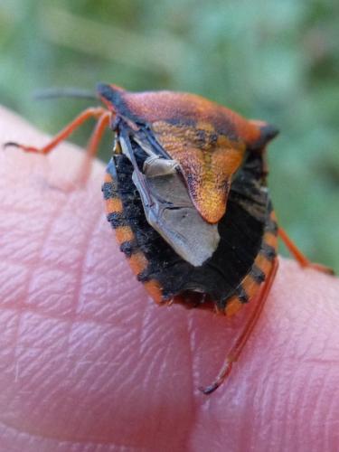 Carpocoris mediterraneus atlanticus