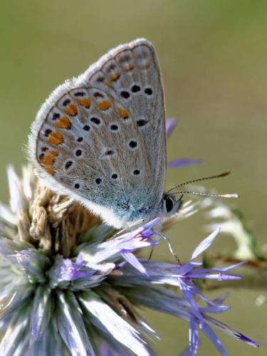 Polyommatus thersites