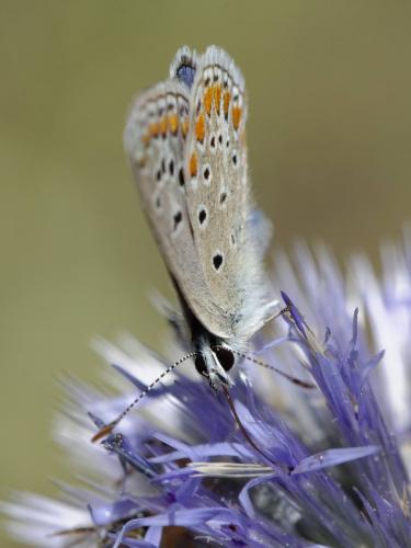 Polyommatus thersites