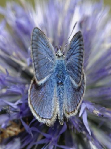 Polyommatus thersites