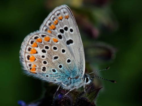 Réf. 152 400 : Polyommatus sp.