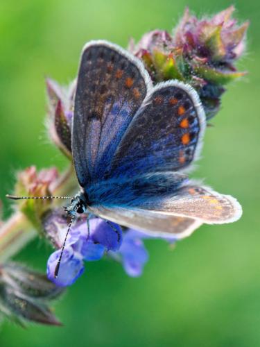Réf. 152 401 : Polyommatus sp.