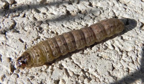 Agrotis sp.