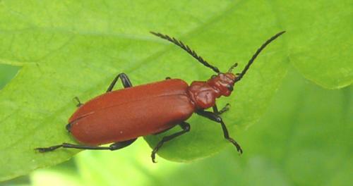 Réf. 152 412 : Pyrochroa serraticornis