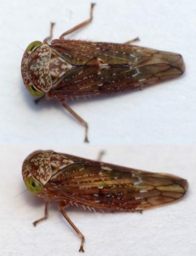 Acericerus sp.