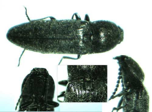 Cidnopus pilosus
