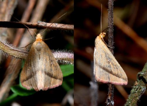 Rhodometra sacraria