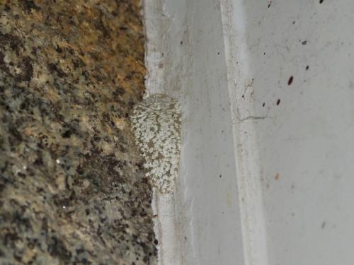 Menophra abruptaria