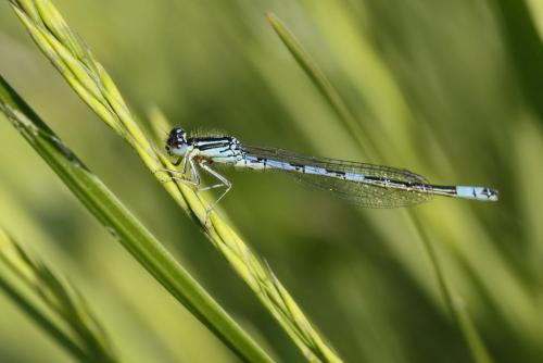 Coenagrion scitulum