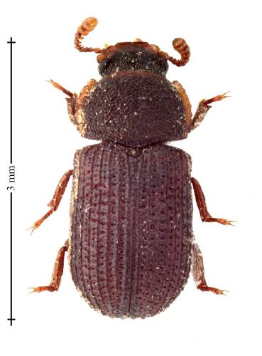 Eledona agricola