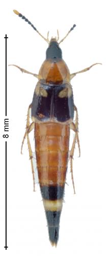 Réf. 152 810 : Lordithon lunulatus