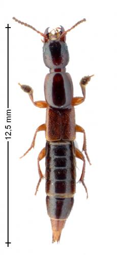 Othius punctulatus