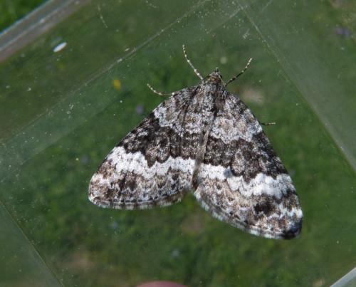 Colostygia turbata