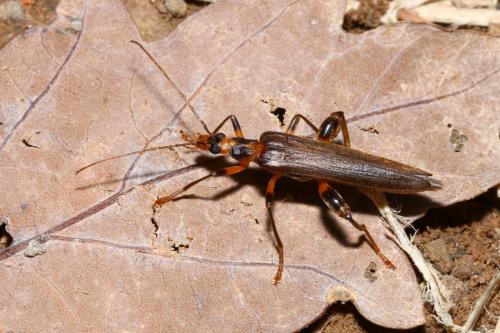 Oedemera femoralis