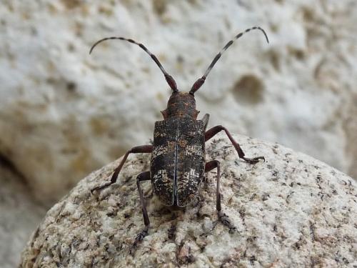 Réf. 152 419 : Monochamus galloprovincialis