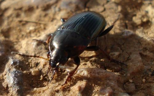 Amara sp.