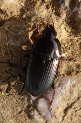 Amara sp.