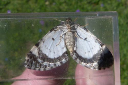 Colostygia turbata