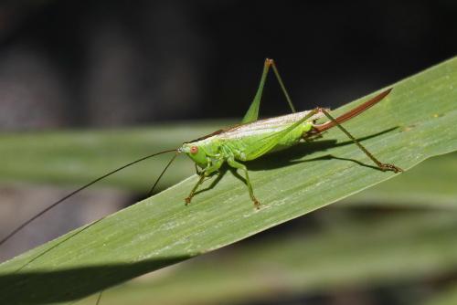 Réf. 152 609 : Conocephalus fuscus